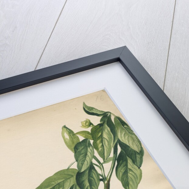 'Capsicum fructu flavo pyramidato...' by Jacob van Huysum