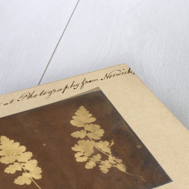 Two specimens of fern leaf by Caleb Burrell Rose