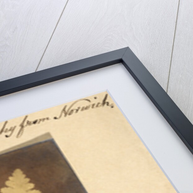 Two specimens of fern leaf by Caleb Burrell Rose