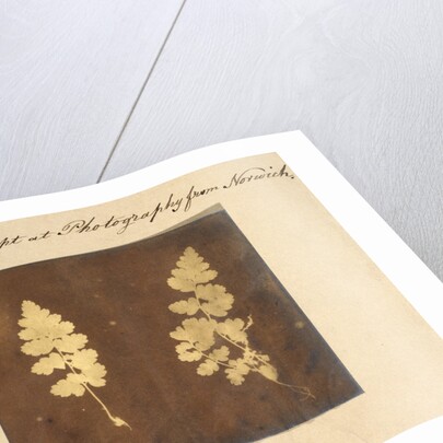 Two specimens of fern leaf by Caleb Burrell Rose