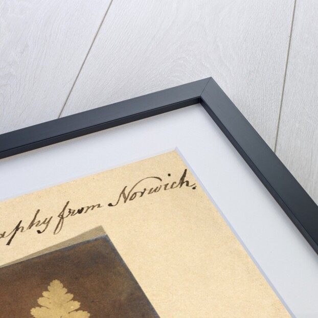 Two specimens of fern leaf by Caleb Burrell Rose