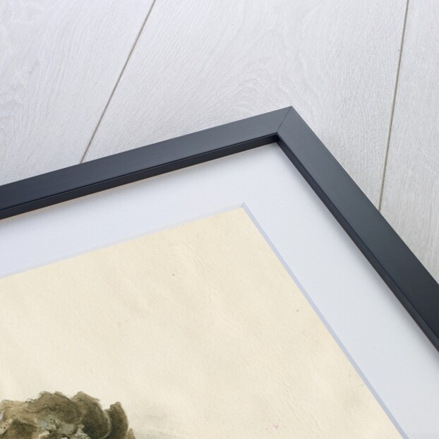 Fossil sea turtle "Chelone pulchriceps" by Thomas Image