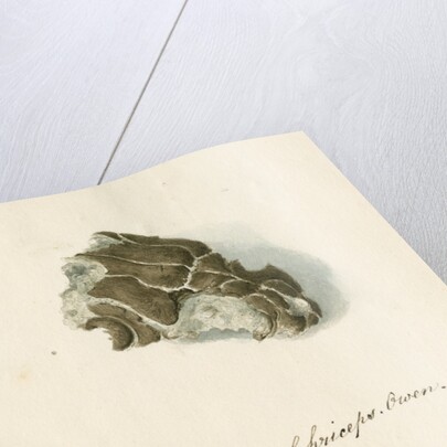Fossil sea turtle "Chelone pulchriceps" by Thomas Image