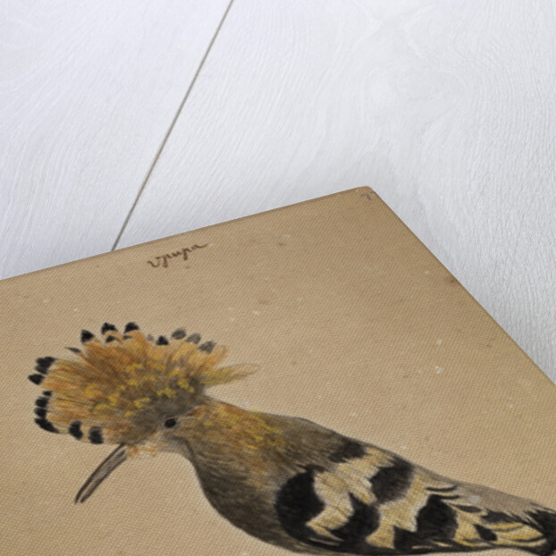 Hoopoe bird by Henry Hunt