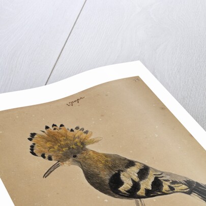 Hoopoe bird by Henry Hunt