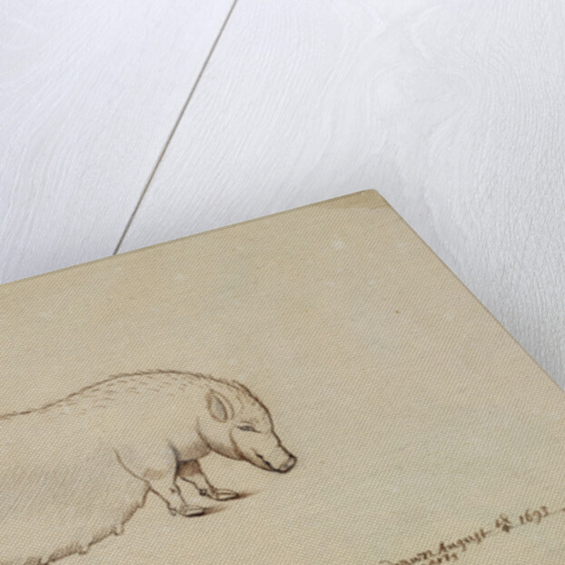 Vietnamese pot-bellied pig by Henry Hunt