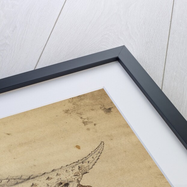 Longnose batfish by Henry Hunt