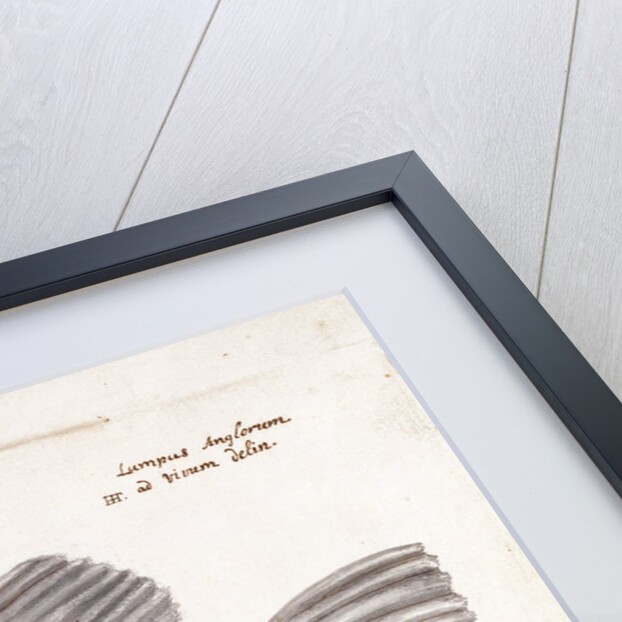 Lumpfish by Henry Hunt