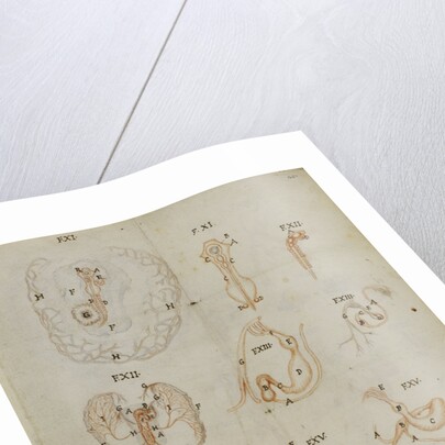 Developmental stages of chicken embryo by Marcello Malpighi