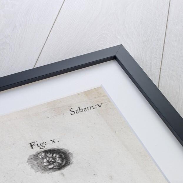 Microscopic view of hair and a shell by Robert Hooke