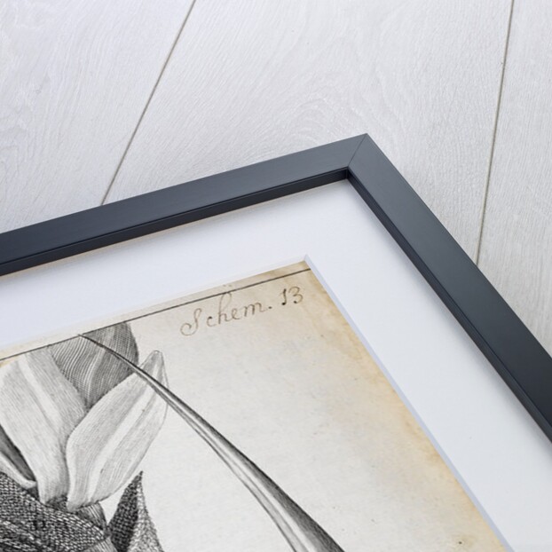 Microscopic views of moss by Robert Hooke