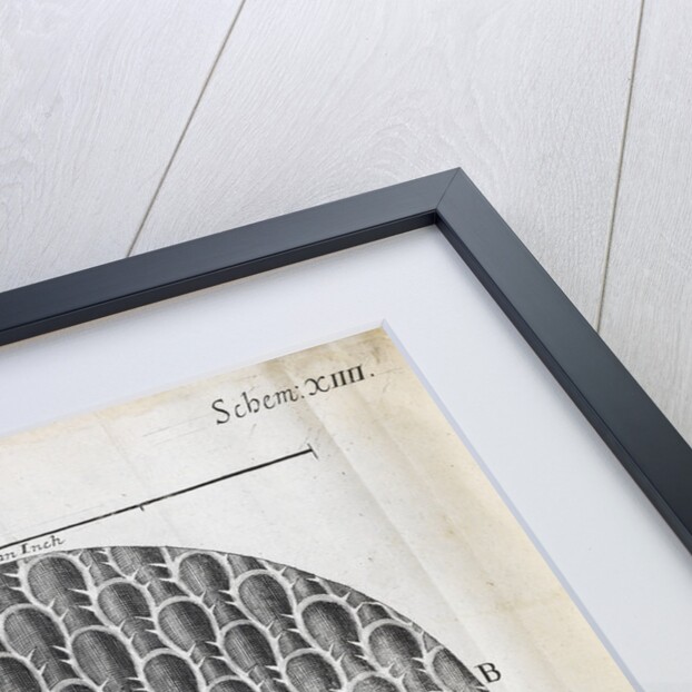 Microscopic views seaweed and rosemary leaf by Robert Hooke