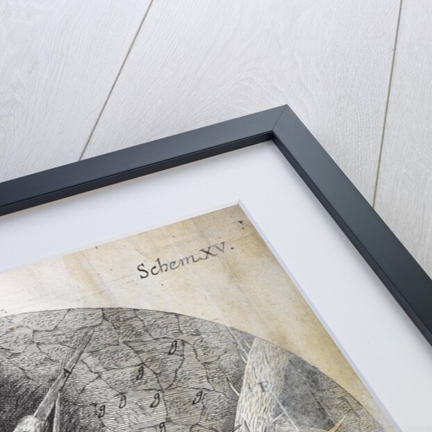 Microscopic views of nettle and wild oat by Robert Hooke