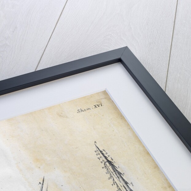 Microscopic views of the cowitch plant and sting of a bee by Robert Hooke