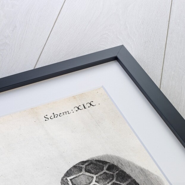 Microscopic views of poppy seeds by Robert Hooke