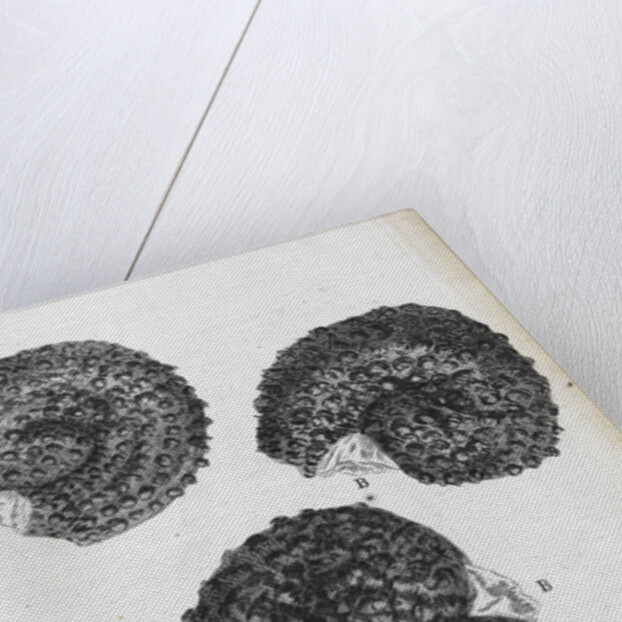 Microscopic views of purslane seeds by Robert Hooke