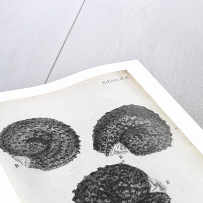 Microscopic views of purslane seeds by Robert Hooke