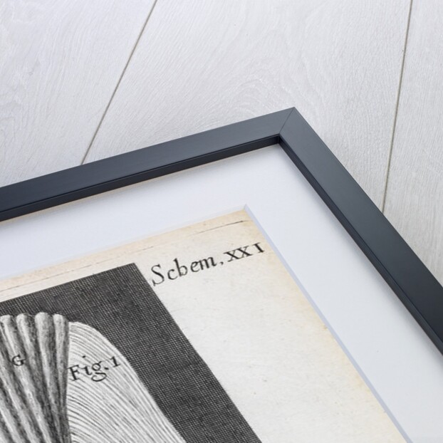 Microscopic views of fish scales by Robert Hooke