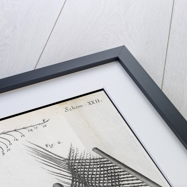 Microscopic views of feathers by Robert Hooke