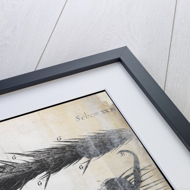 Microscopic views of a fly by Robert Hooke