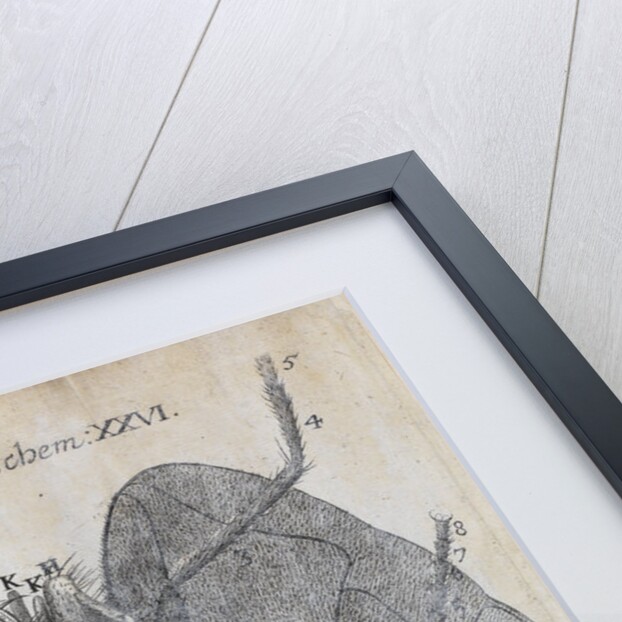 Microscopic views of a blue fly by Robert Hooke