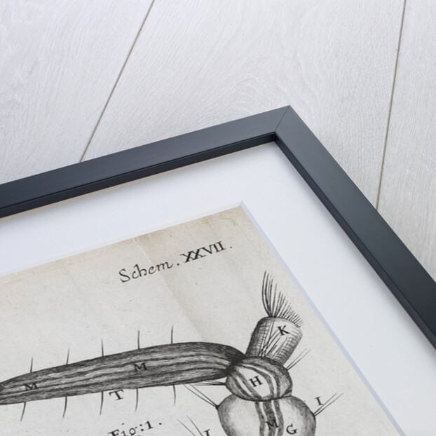 Microscopic views of a water-dwelling insect by Robert Hooke
