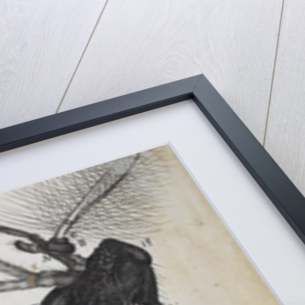 Microscopic views of a gnat by Robert Hooke