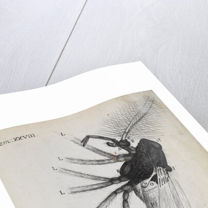 Microscopic views of a gnat by Robert Hooke