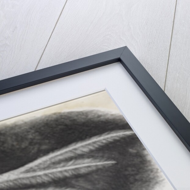 Microscopic view of a white feather-winged moth by Robert Hooke