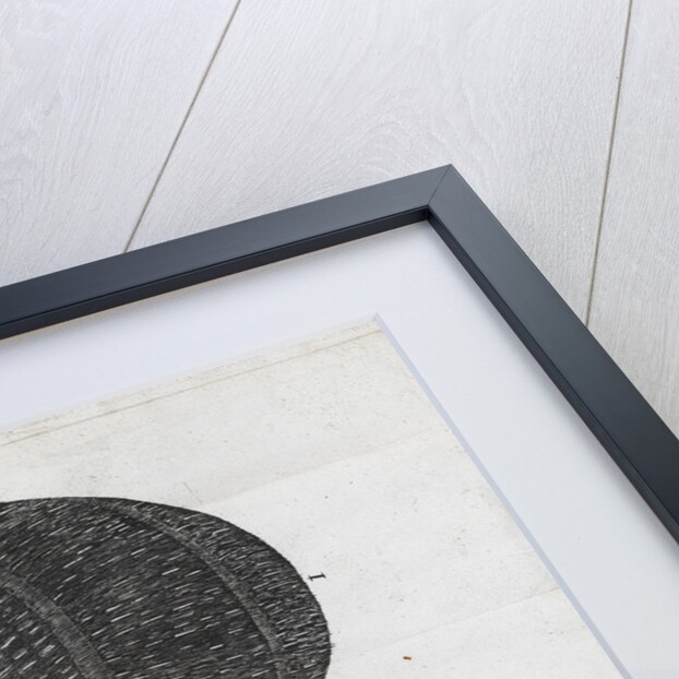 Microscopic view of an ant by Robert Hooke