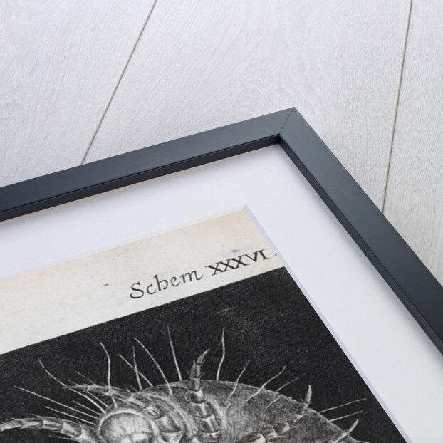 Microscopic views of mites by Robert Hooke