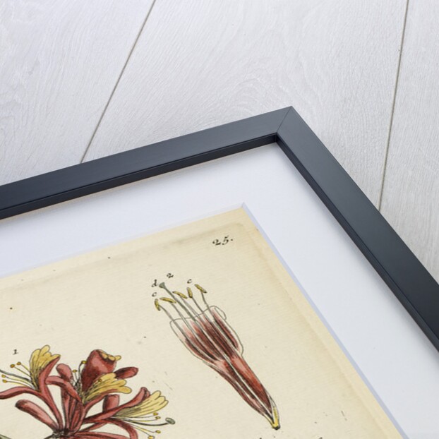 'Caprifolium' by Elizabeth Blackwell