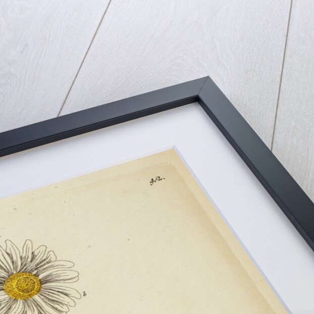 'Bellis maior' by Elizabeth Blackwell