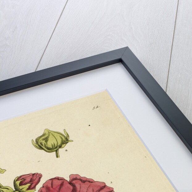 'Malva arborea' by Elizabeth Blackwell