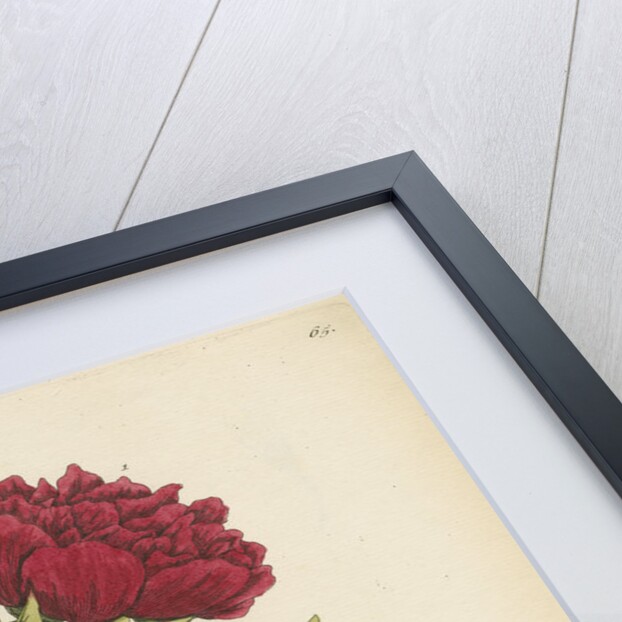 'Paeonia foemina' by Elizabeth Blackwell