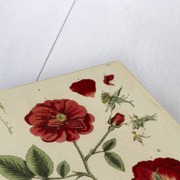 'Rosa rubra' by Elizabeth Blackwell