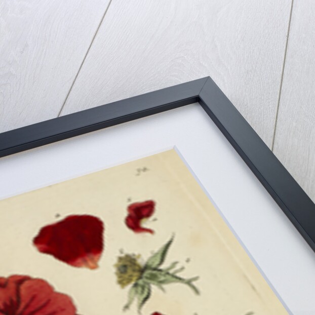 'Rosa rubra' by Elizabeth Blackwell