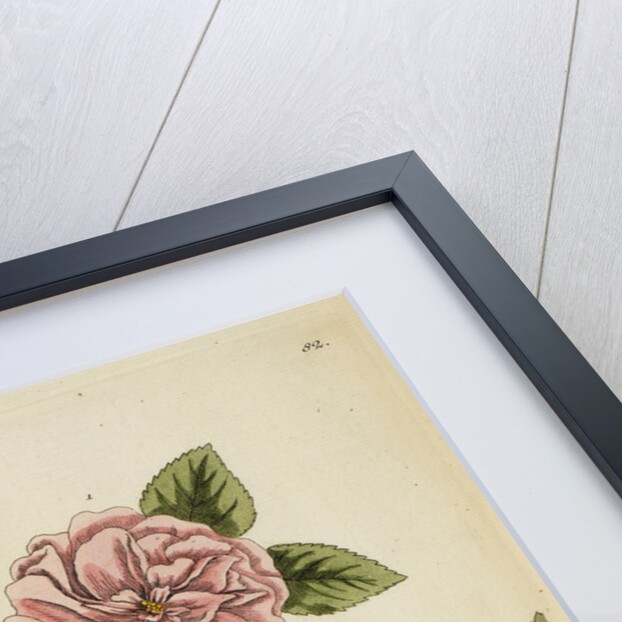 'Rosa damascena' by Elizabeth Blackwell