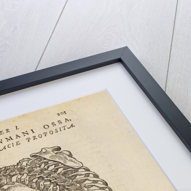'Corporis humani ossa, posteriori facie proposita' by Studio of Titian