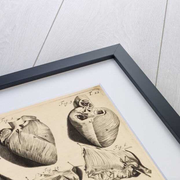 The human heart by Gerard de Lairesse