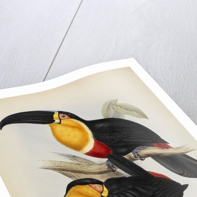 'Ramphastos ariel' by Elizabeth Gould