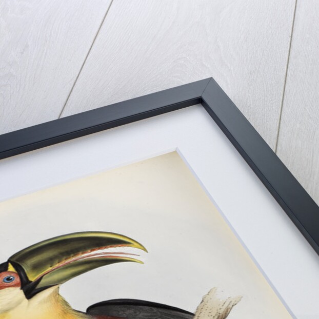 'Ramphastos dicolorus' by Elizabeth Gould