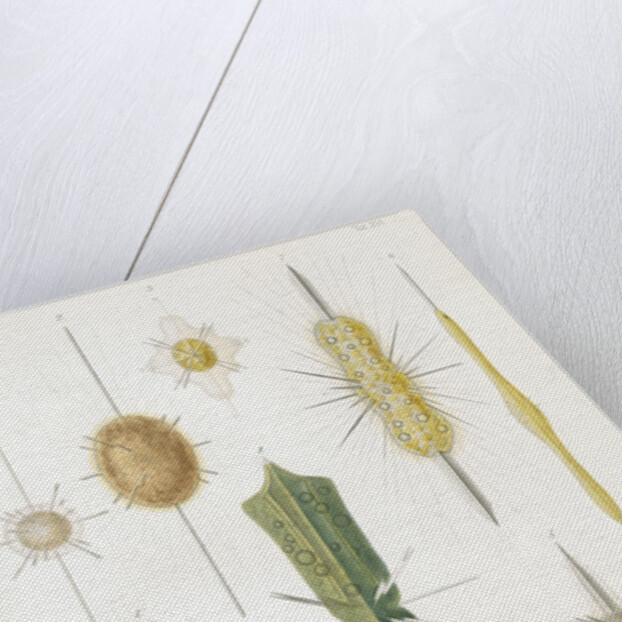 Various classes of radiolarian by W Wagenschieber