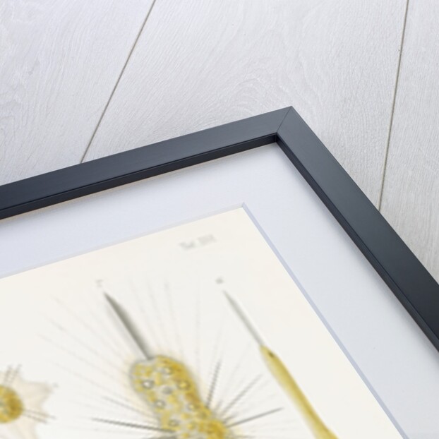 Various classes of radiolarian by W Wagenschieber