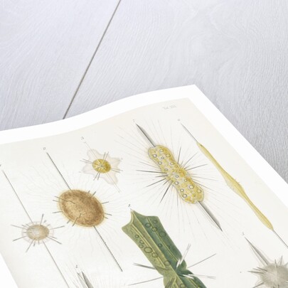 Various classes of radiolarian by W Wagenschieber