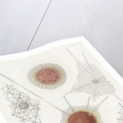 'Spongosphaera streptacantha' and 'Dictyosoma trigonizon' by W Wagenschieber