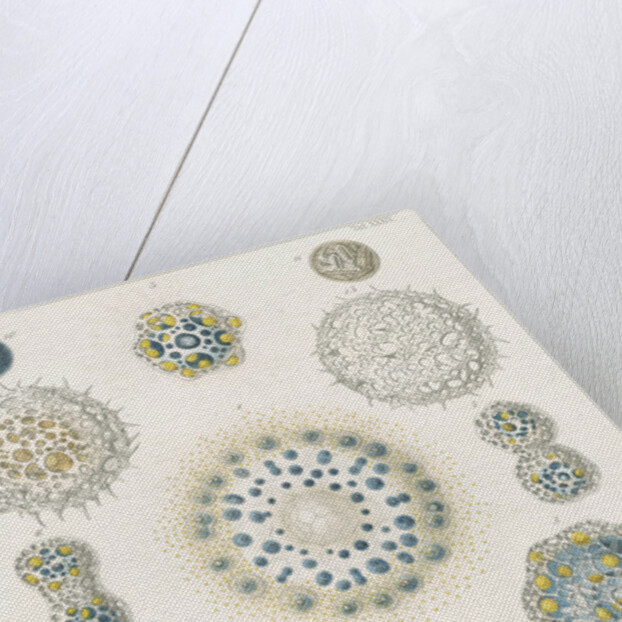 Various classes of radiolarian by W Wagenschieber