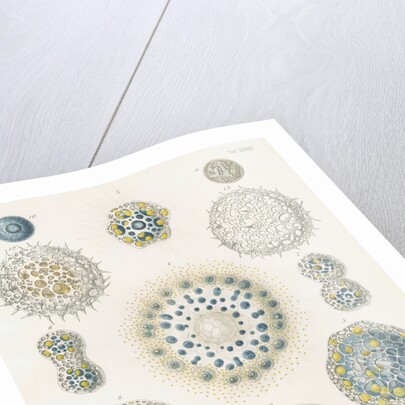 Various classes of radiolarian by W Wagenschieber