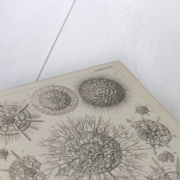 Various classes of radiolarian by E Giltsch