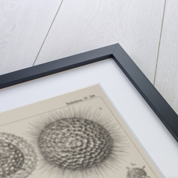 Various classes of radiolarian by E Giltsch